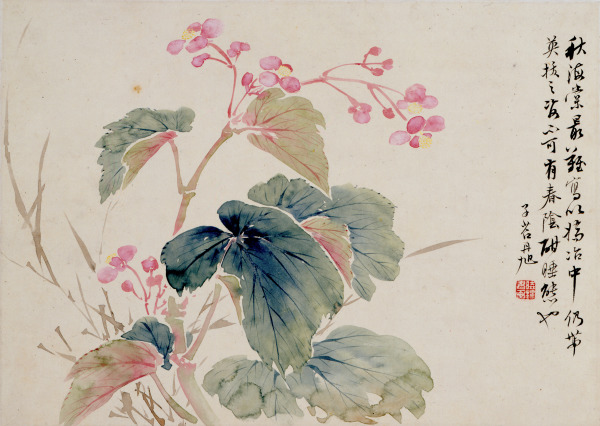 Flowers (Begonia) (Flores [begonia])